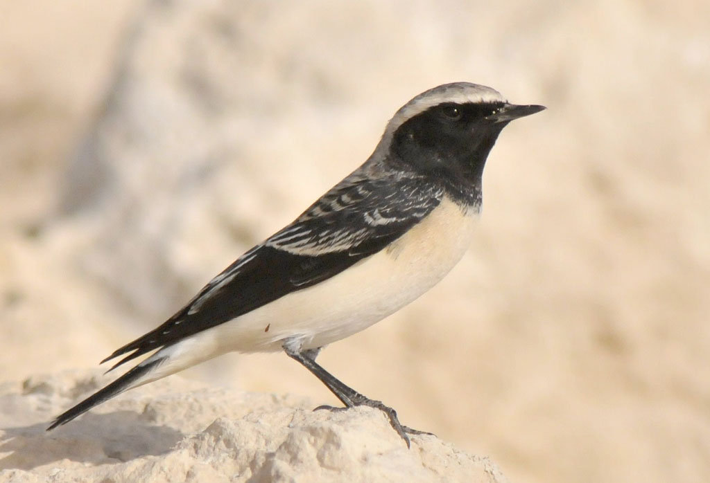 Pied Wheatear