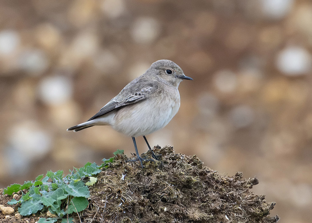Pied Wheatear