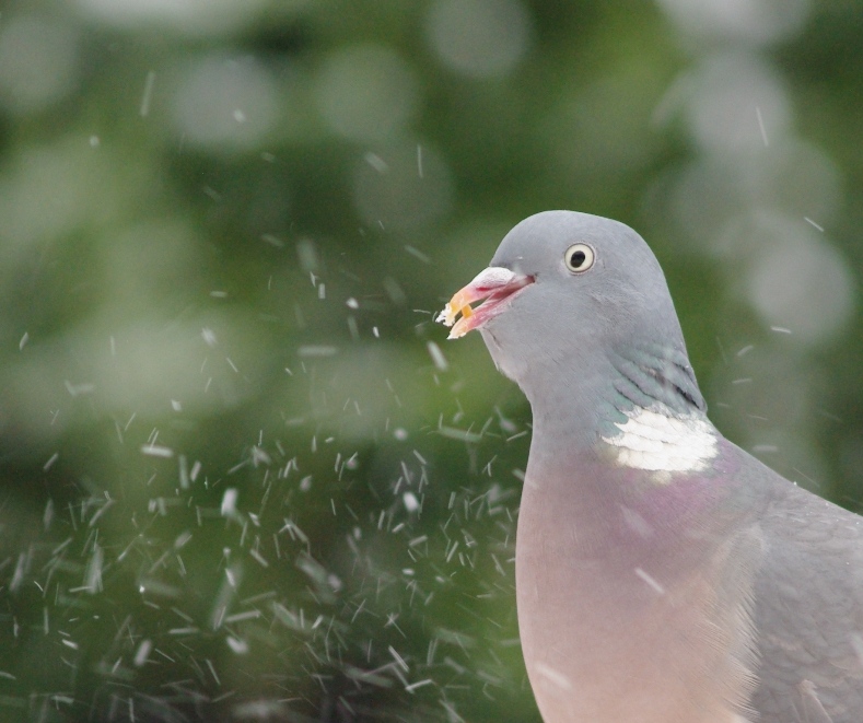 Pigeon enjoying the snow