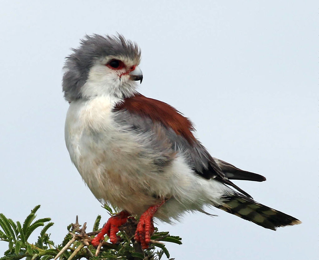 Pigmy Falcon