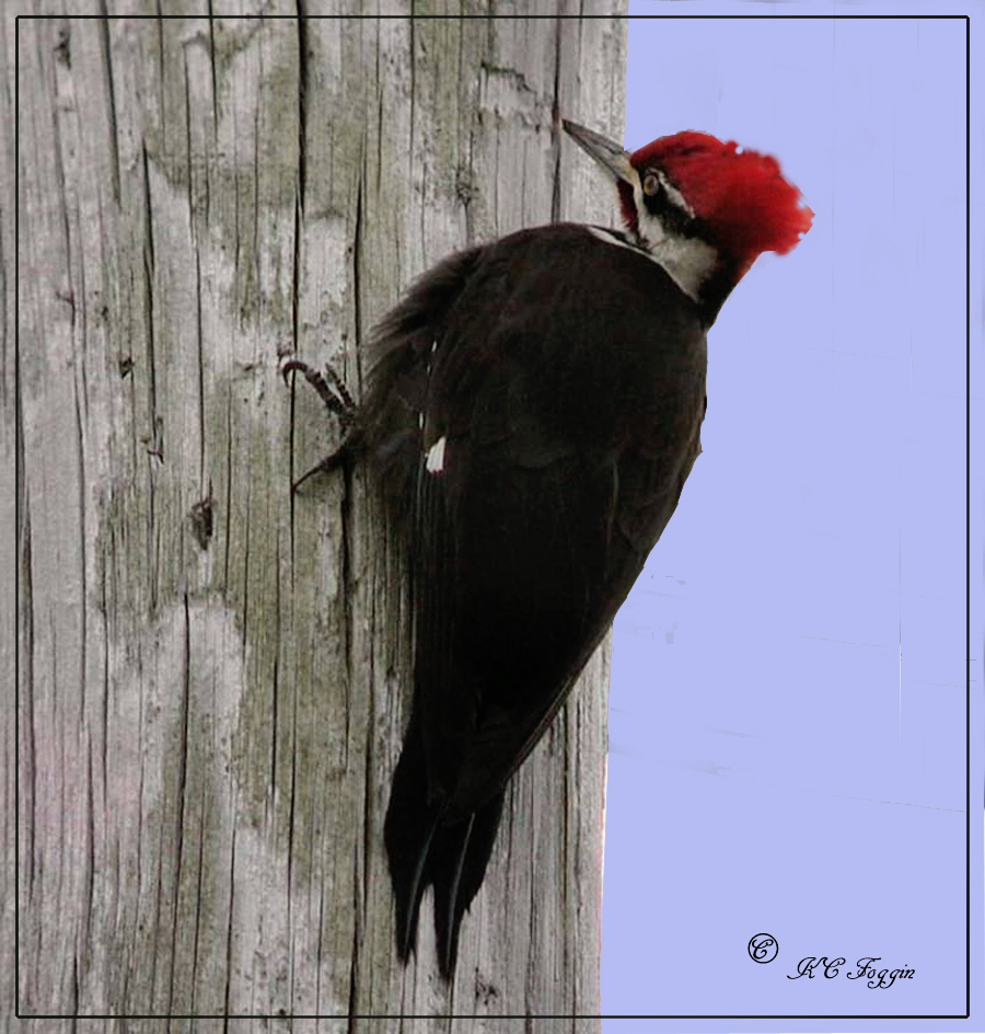 Pileated Woodpecker.jpg