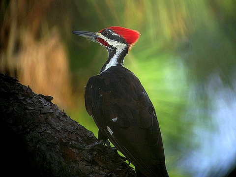 pileated woodpecker