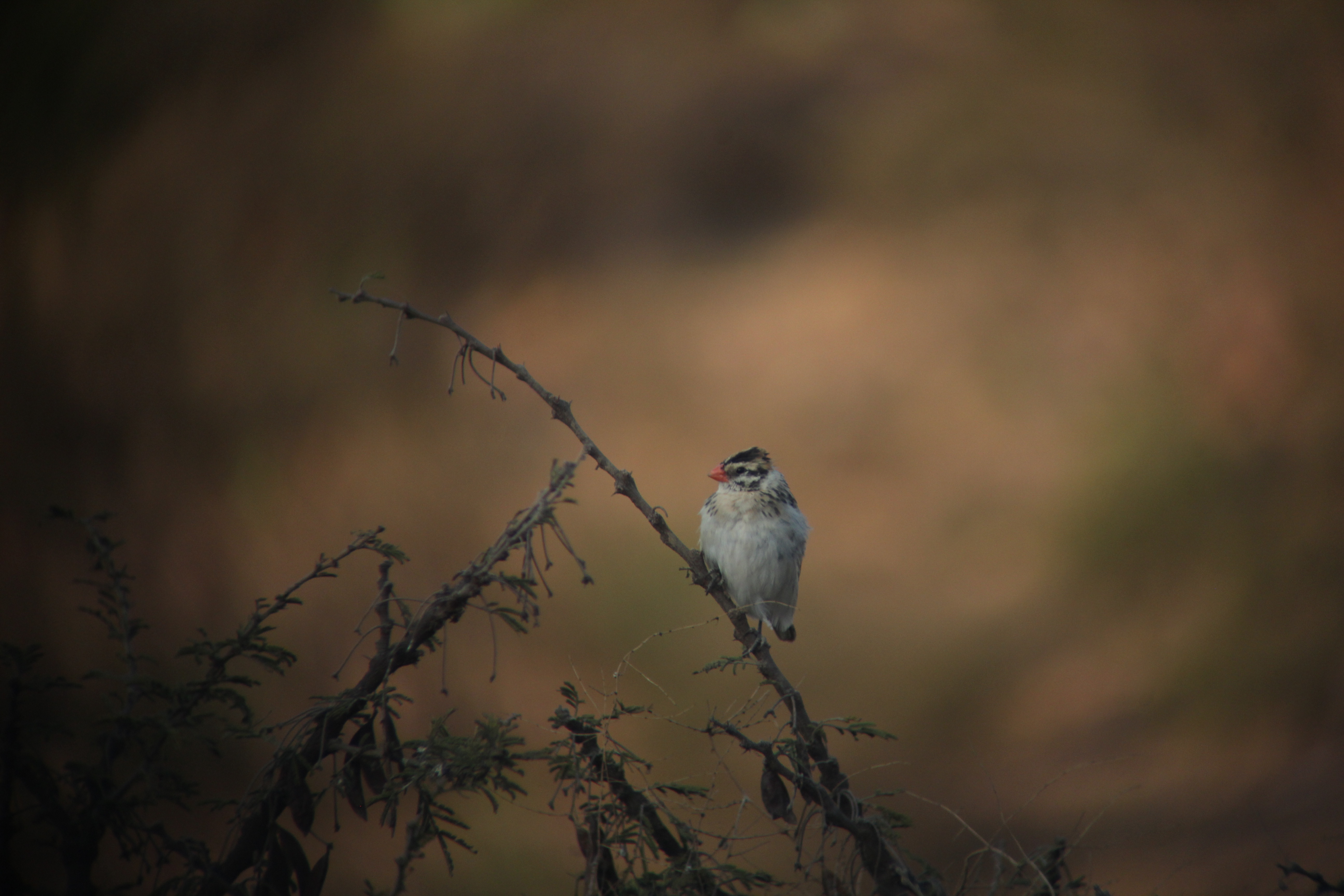 Pin-tailed Whydah.JPG