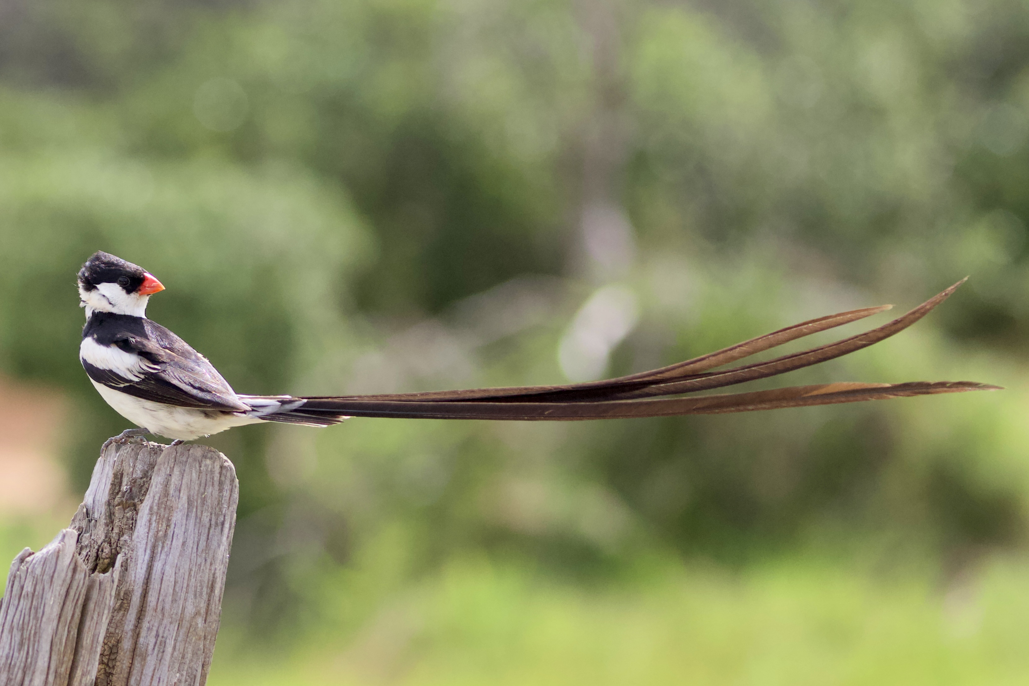 Pin-tailed Whydah