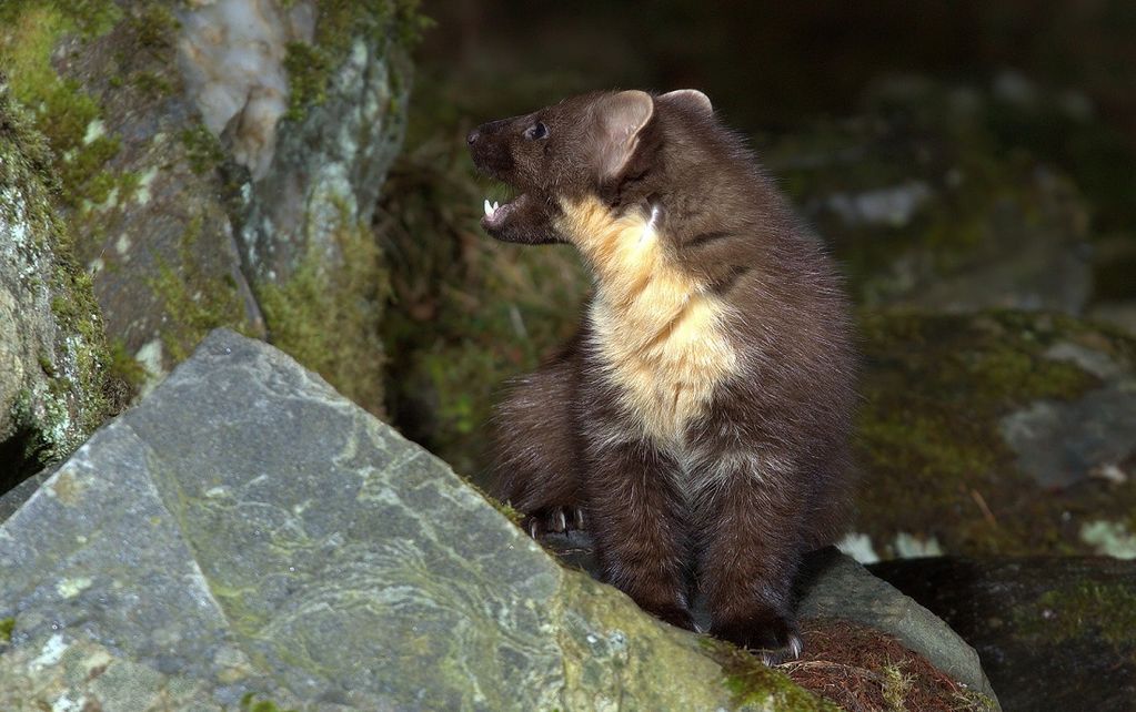 Pine Marten.