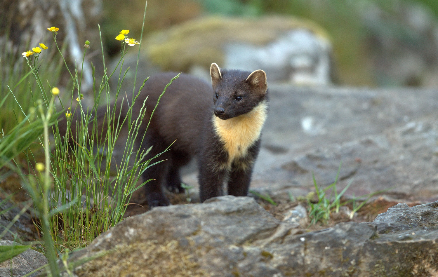 Pine Marten.