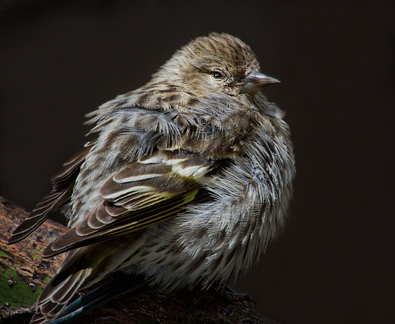 Pine Siskin