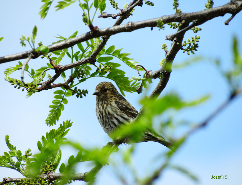 Pine Siskin