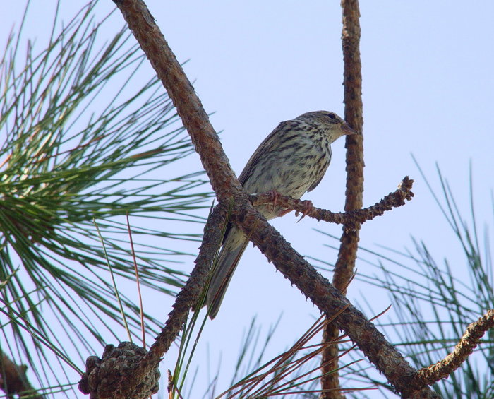 Pine Siskin