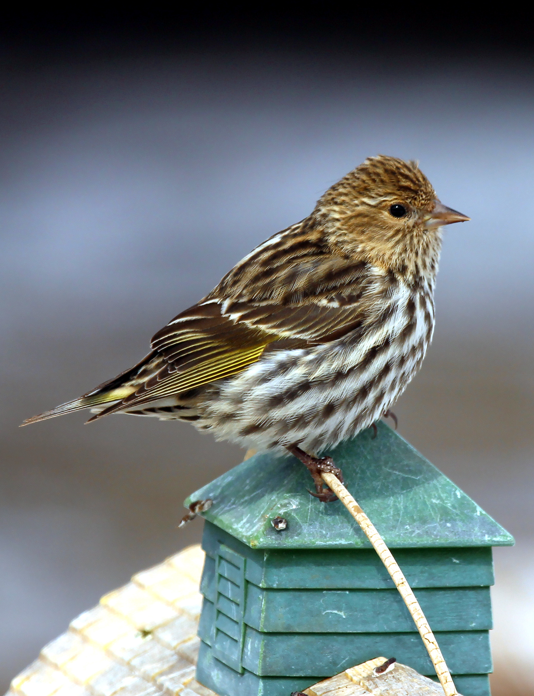 Pine Siskin