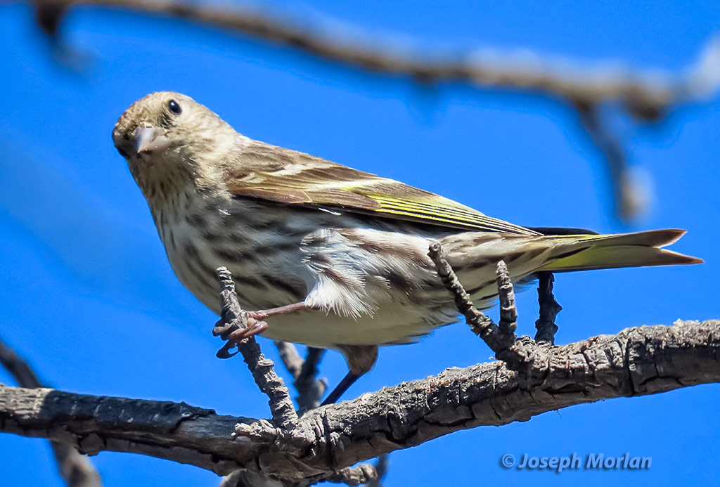 Pine Siskin