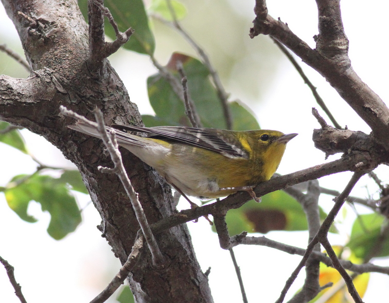 Pine Warbler