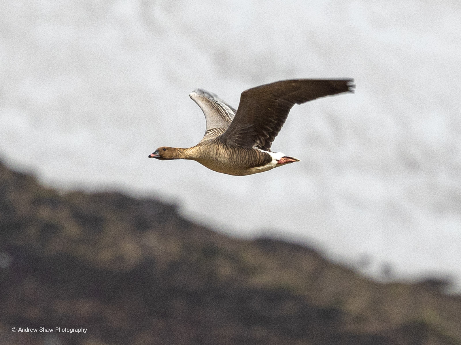 Pink-footed Goose