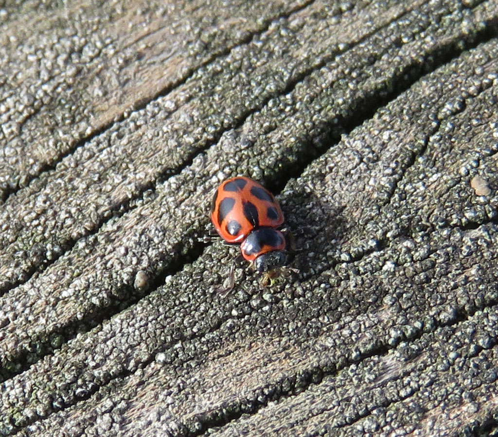 Pink Spotted Lady Beetle