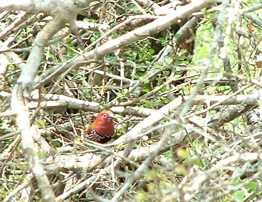 Pink-throated Twinspot