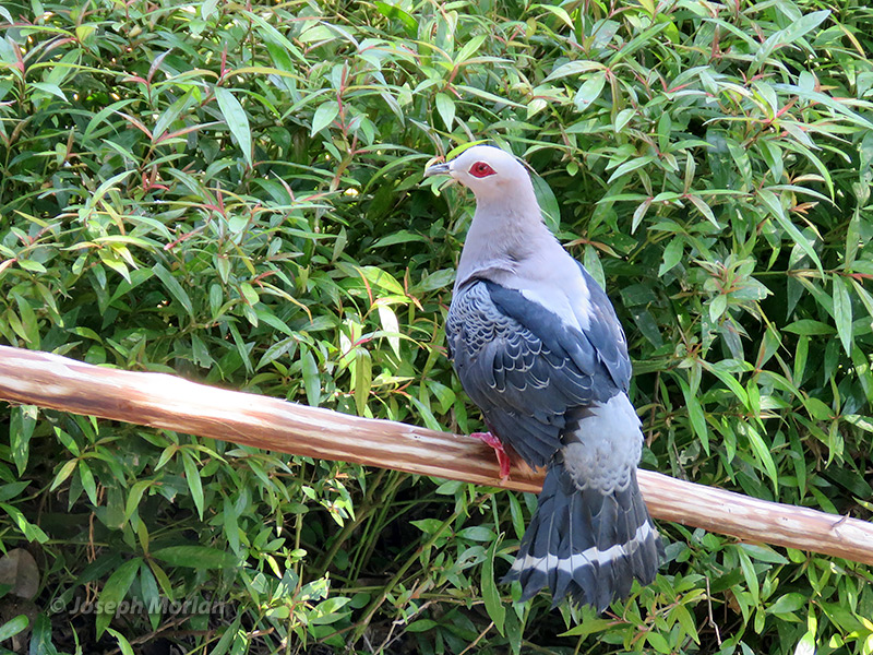 Pinon's Imperial-Pigeon