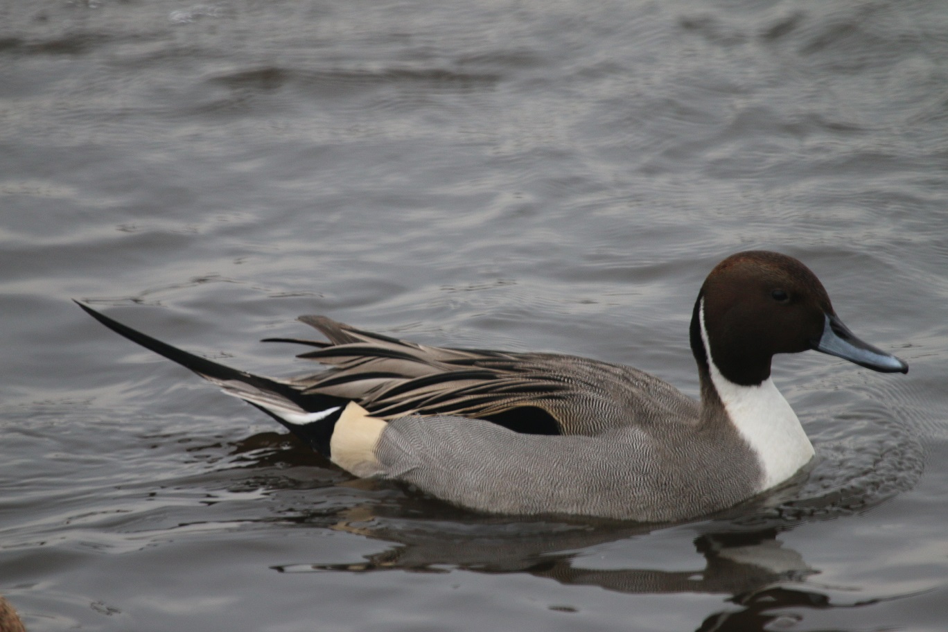 Pintail (M)