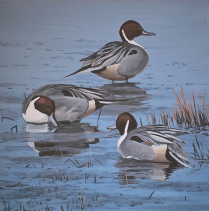 Pintails