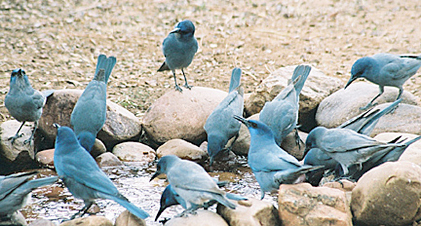 Pinyon Jays