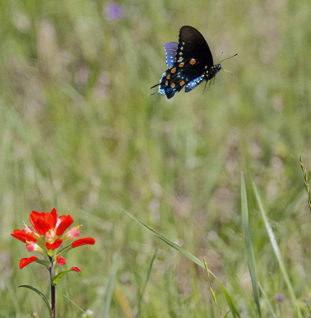 Pipevine Swallowtail