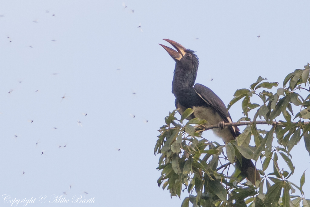 Piping Hornbill