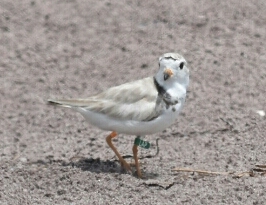 Piping plover