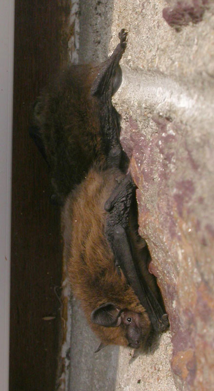 Pipistrelle Bats