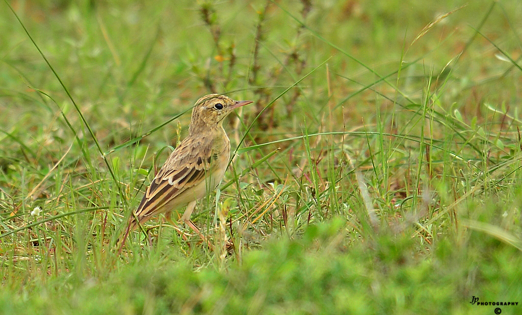 Pipit