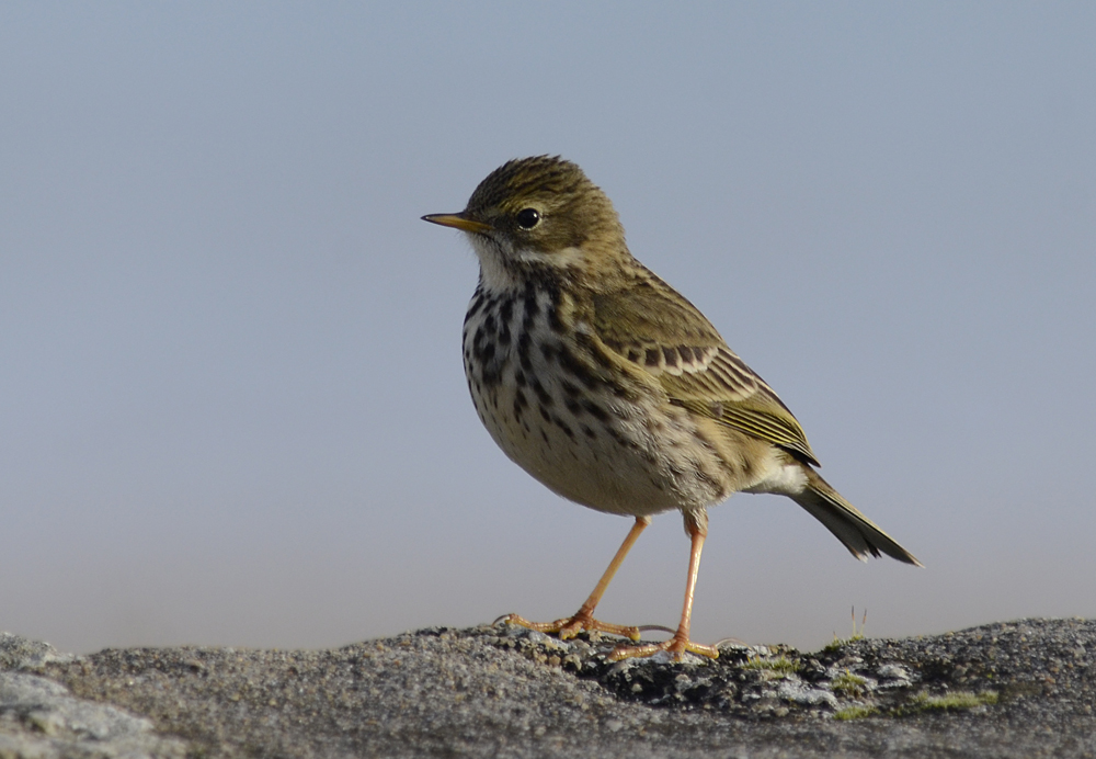 pipit3.jpg