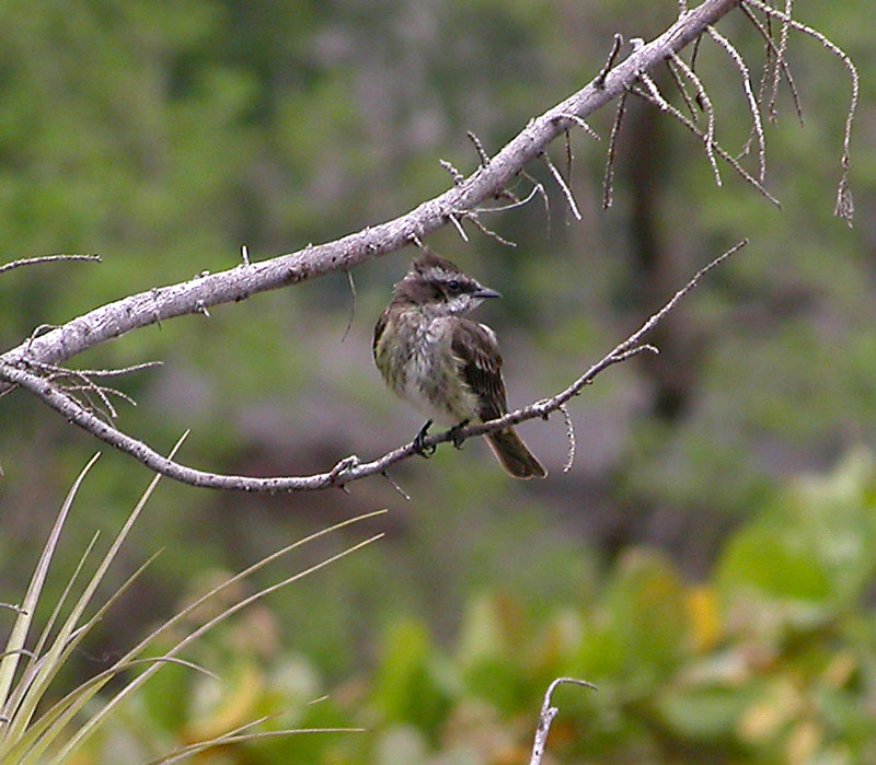 Piratic Flycatcher