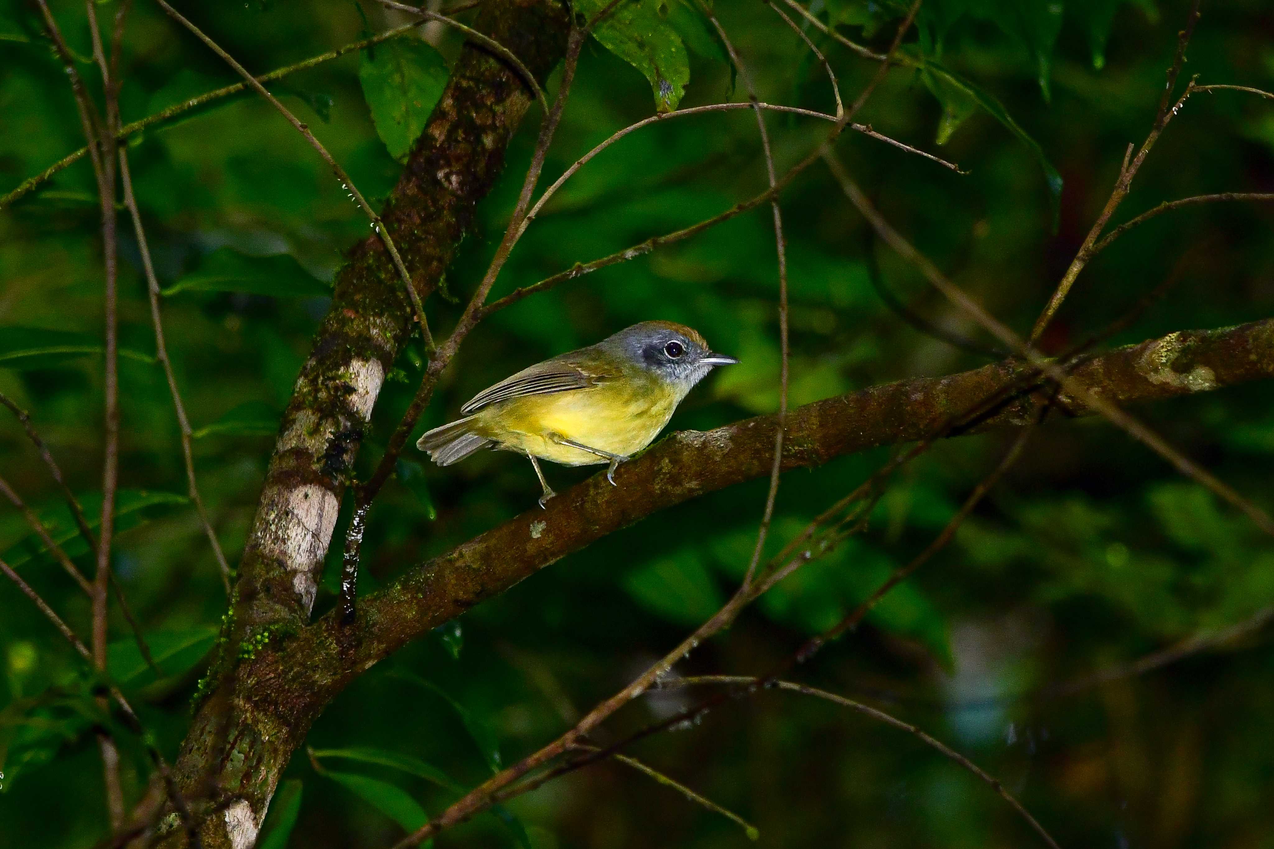 Plain Antvireo