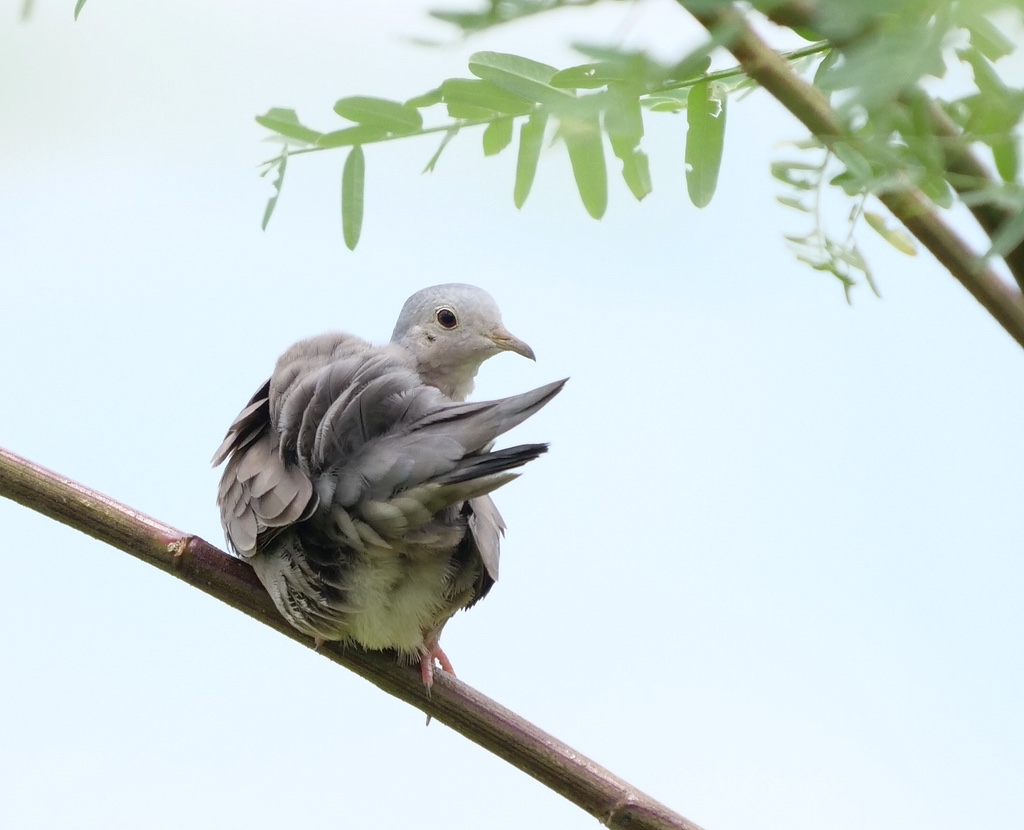 Plain-breasted Ground Dove