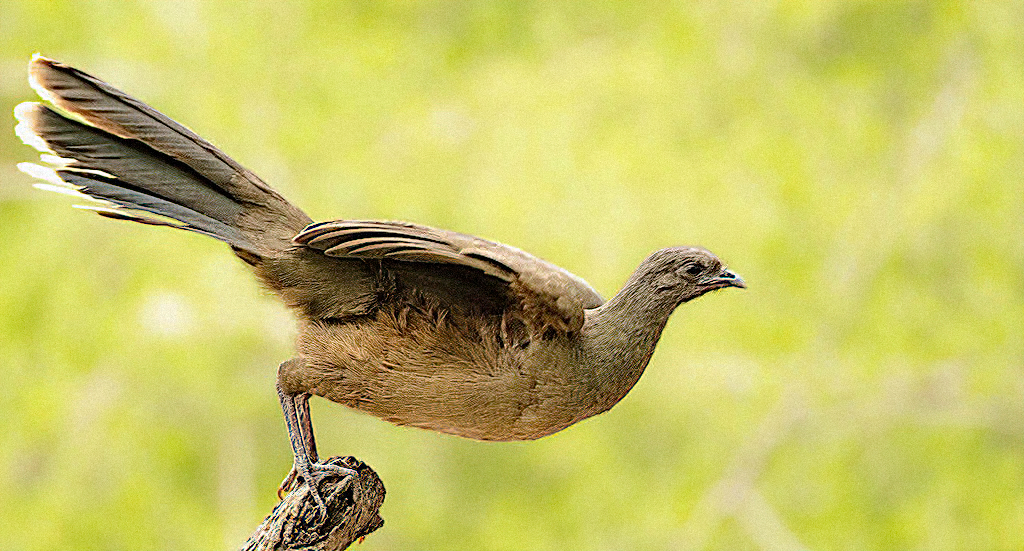 Plain Chachalaca