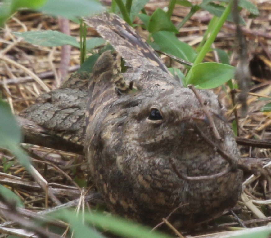 Plain Nightjar