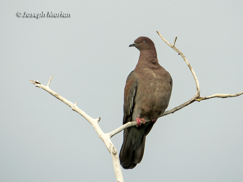 Plain Pigeon