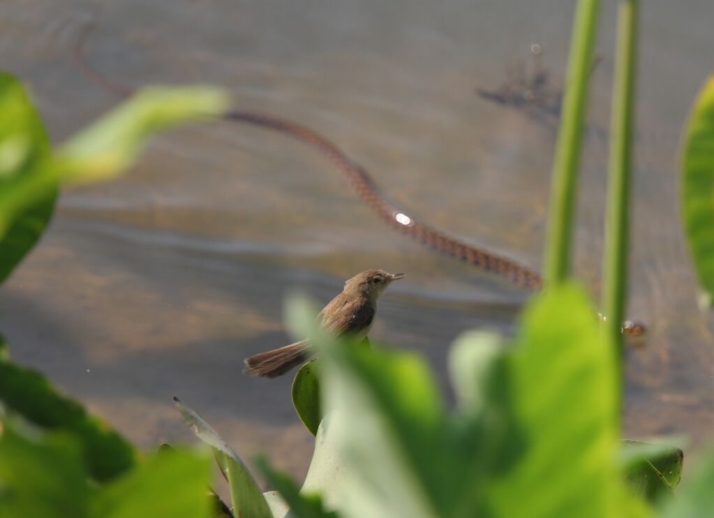 Plain Prinia and potential predator