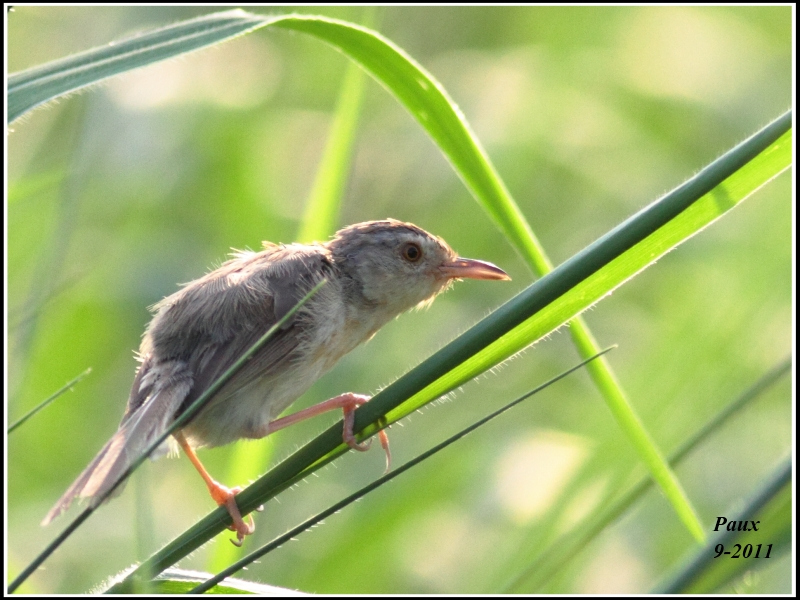 Plain Prinia