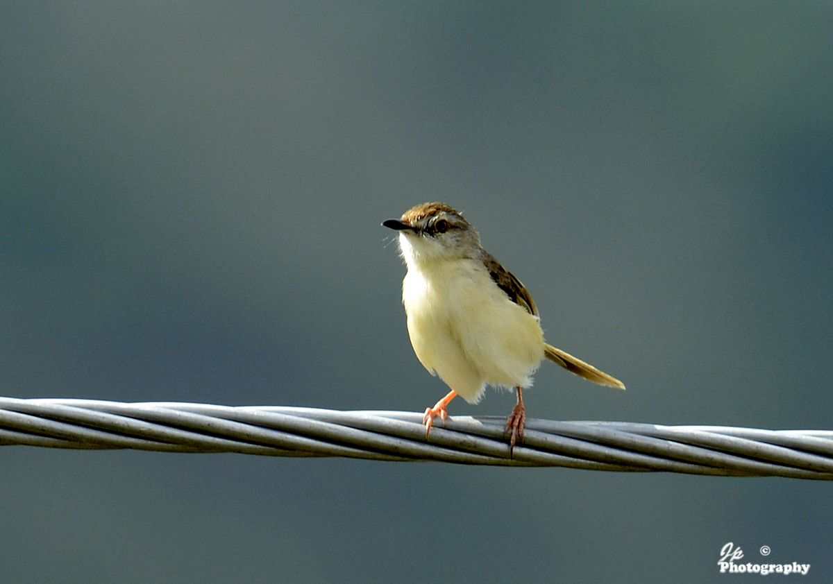 Plain Prinia