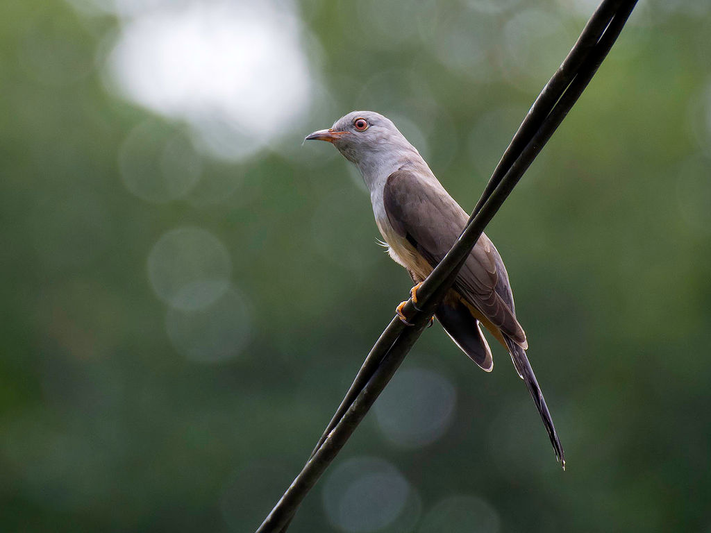 Plaintive Cuckoo