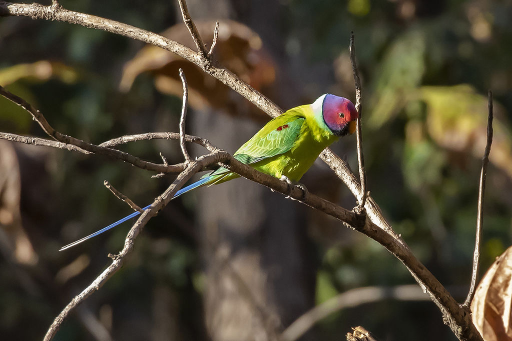 Plum-headed Parakeet