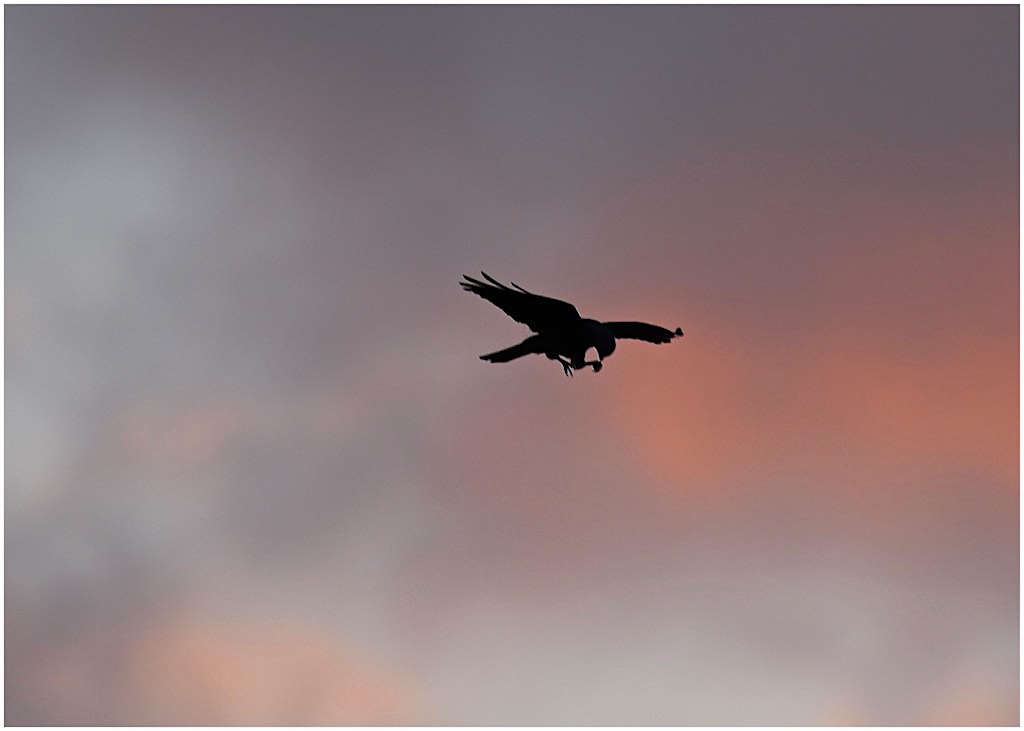 Plumbeous Kite (silhouette)