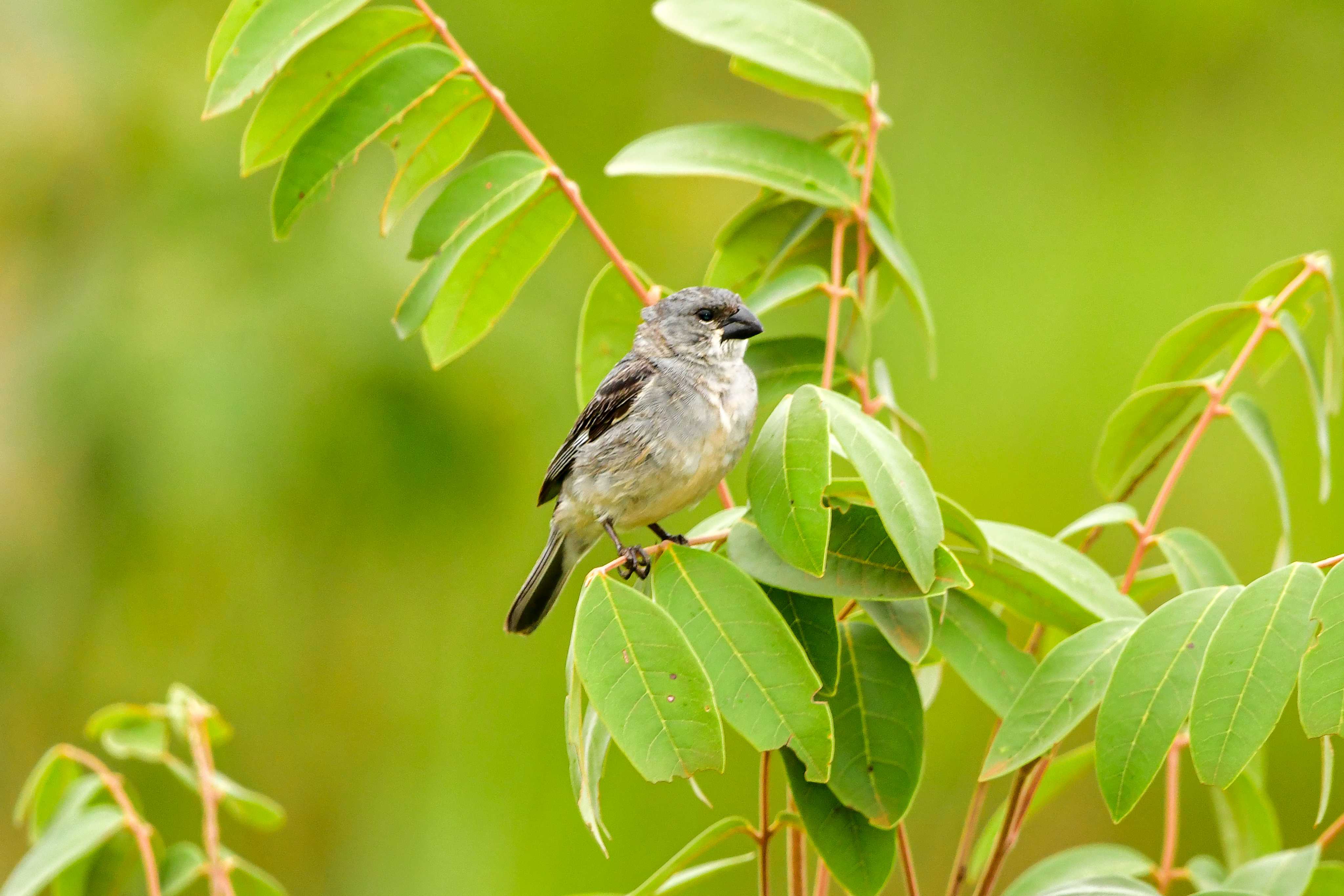 Plumbeous Seedeater