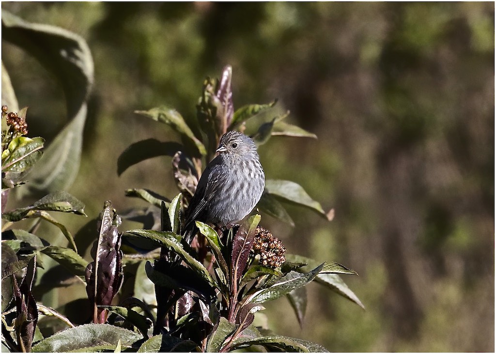 Plumbeous Sierra-Finch (female)