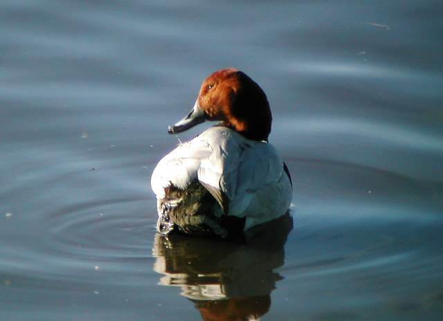 Pochard.