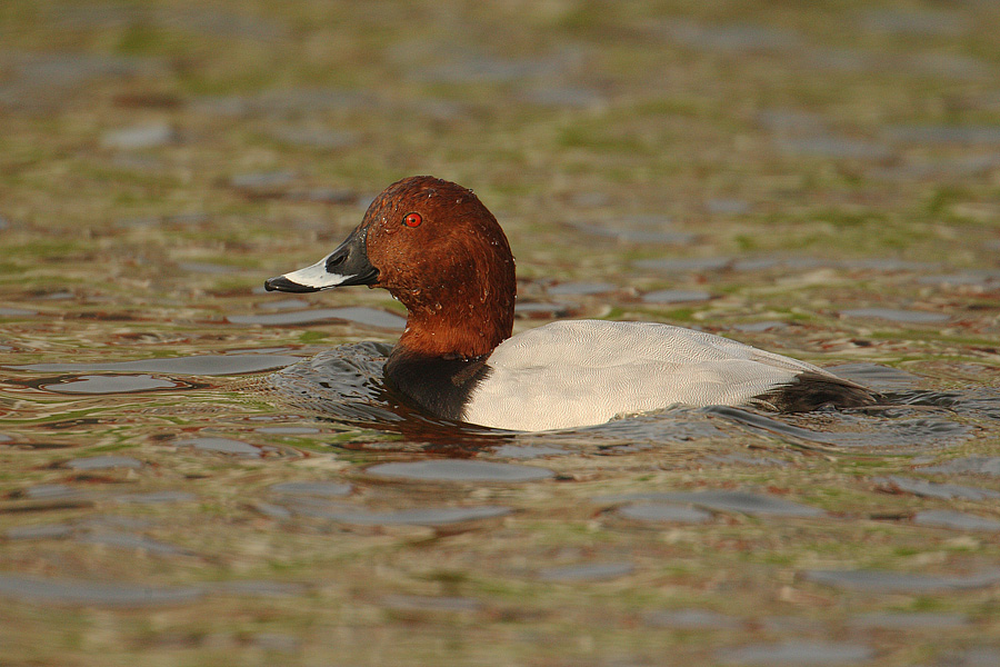 Pochard