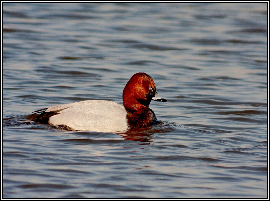 Pochard