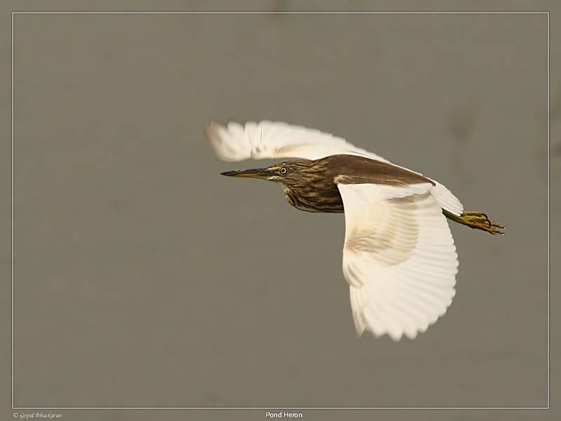 Pond Heron in flight