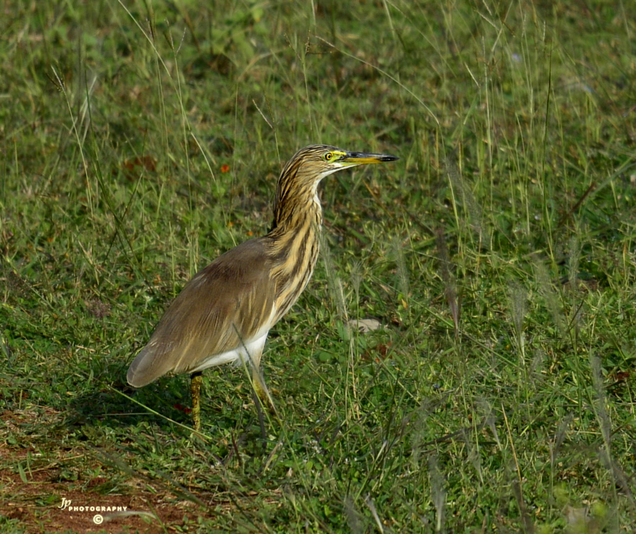 Pond Heron / Paddybird