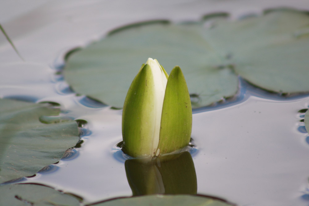 Pond