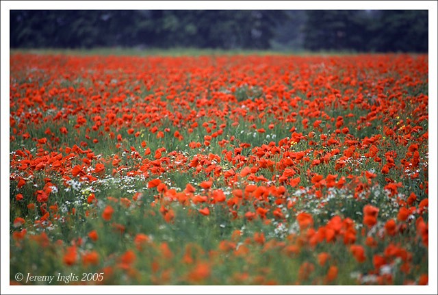 Poppy Field